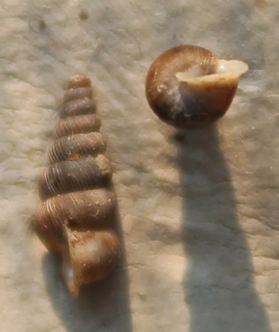 Cochlostoma da identificare